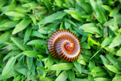 Closeup of a Millipede Curling on Vibrant Green Grass