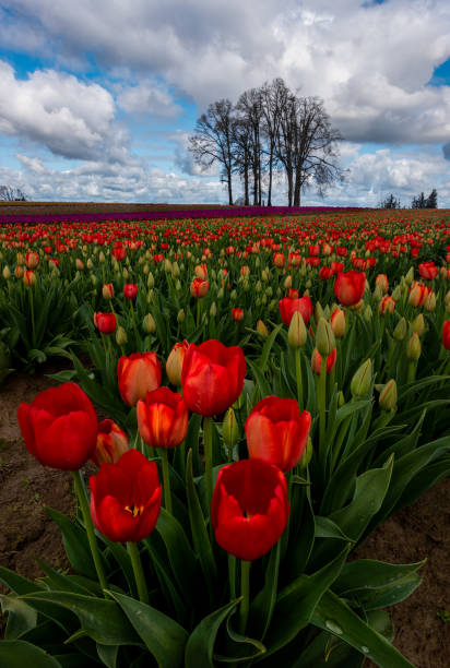 Field of vibrantly blooming spring tulips and lone tree in Oregon