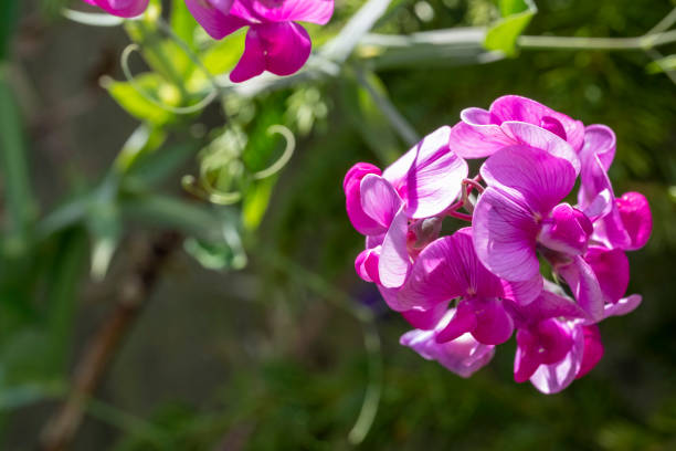 Perennial sweetpeas in bloom.