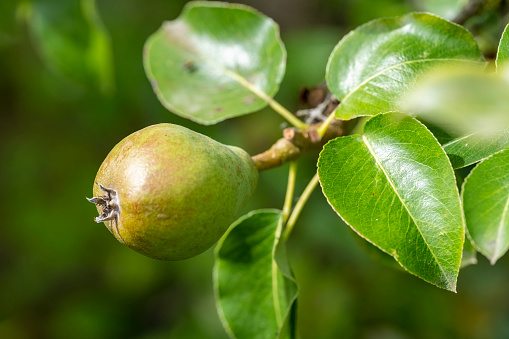 Comice Pear maturing on a tree.