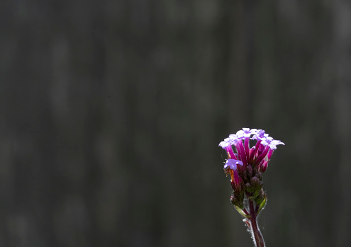 Verbena flower head against a black background.