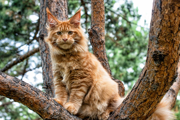 istock A big red maine coon kitten. 1415817321
