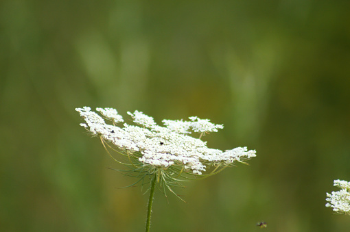 Close-up of a white carrot inflorescence with green blurred plants on background