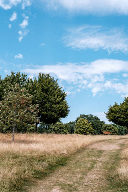 istock Dry Grass And Trees Countryside Heatwave Under Blue Summer Sky 1415821658