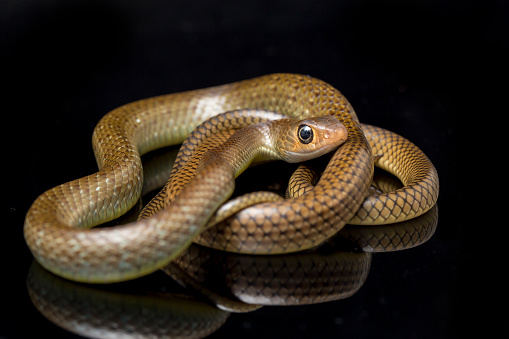 Common garter snake living in a terrarium. Snake looking over driftwood.
