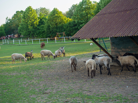 fluffy cute sheep walking from wooden farm house cote stable, in countryside with puddle grass, tree and forest background, rural scene.