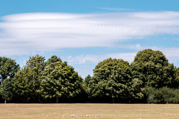 Dorking Surrey Hills London UK, July 24 2022, Hot Weather Climate Change Dead Dry Grass And Green Trees Under A Blue Summer Sky