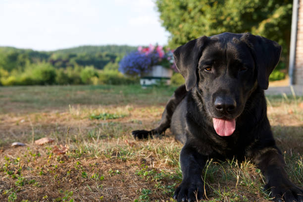 istock Tired black dog in a garden 1415823650