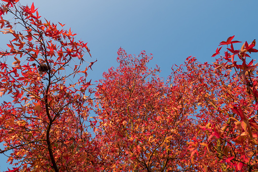 Red leaves and blue sky in autumn.