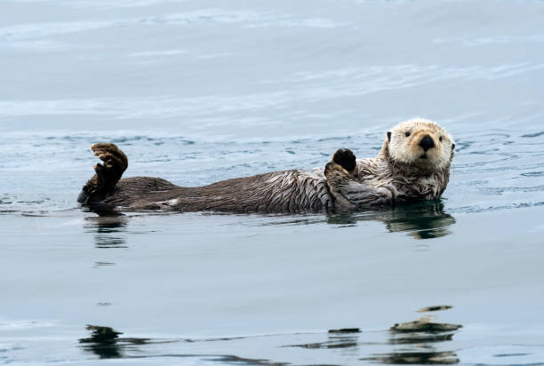 istock Otter Relaxing Off Homer, Alaska 1415824298