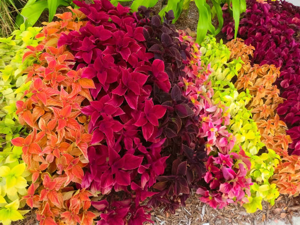 istock Close up of Coleus leaves 1415825226