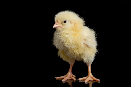 newborn yellow chicks isolated on black background
