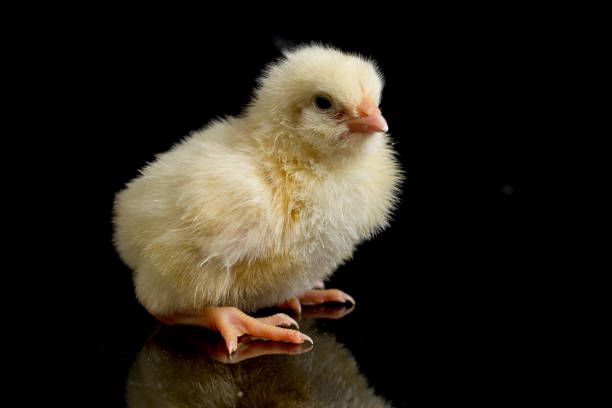 istock newborn yellow chick or baby chicken on black background 1415825568