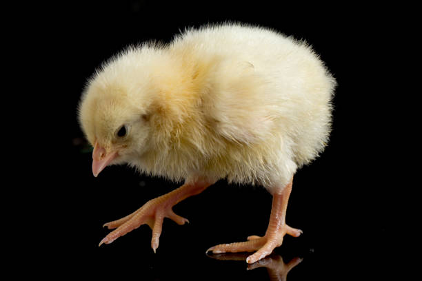 newborn yellow chicks isolated on black background