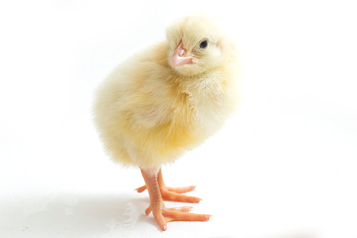 newborn yellow chicks isolated on white background.