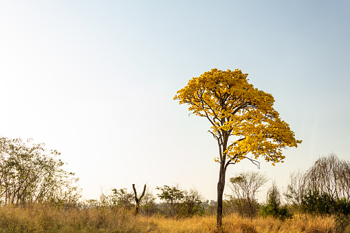 Goiânia, Goias, Brazil – August 18, 2022:   A yellow flowering ipe on the banks of the BR-153 highway in Goias. (Handroanthus albus).