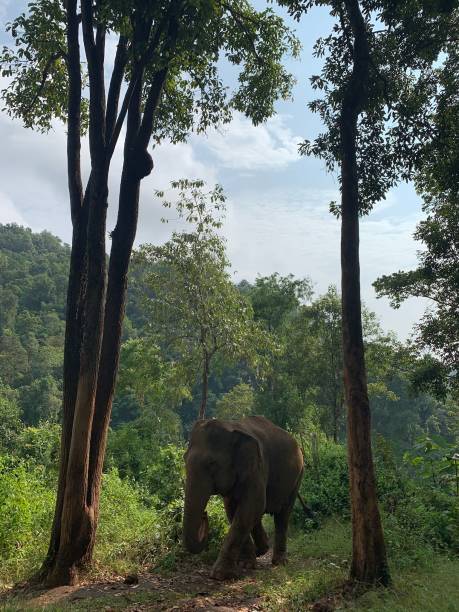 istock Asian Elephants in the wild. 1415828229
