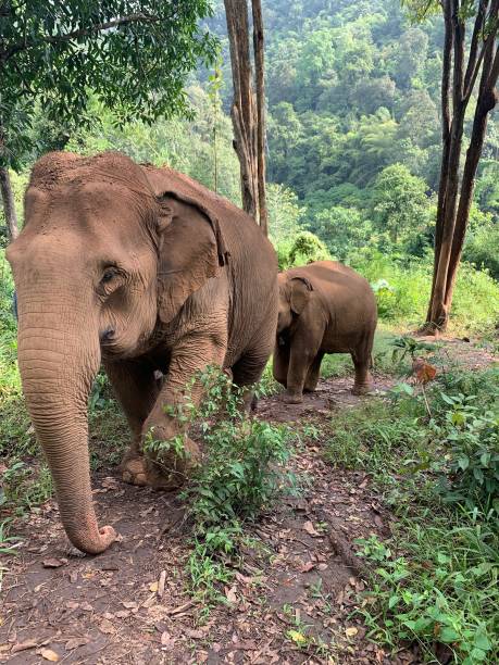 istock Asian Elephants in the wild. 1415828242