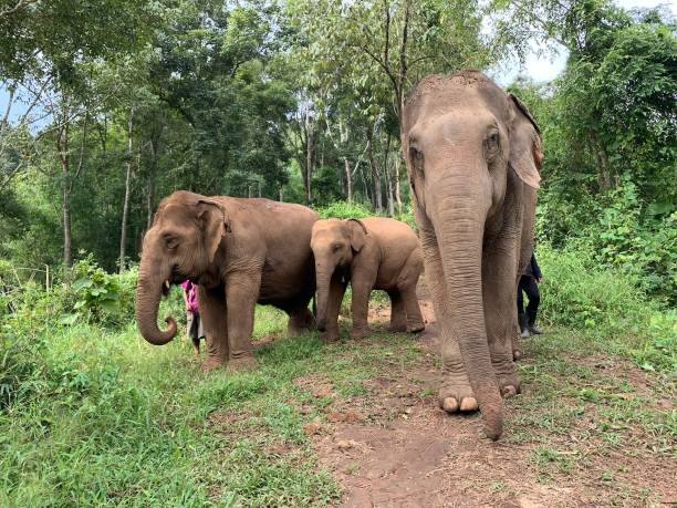 istock Asian Elephants in the wild. 1415828253