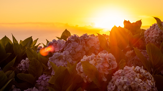 Sunrise at Azores islands, view to the Atlantic ocean with hydrangeas.