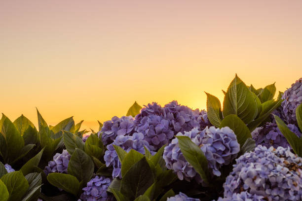 Hydrangeas photography with light yellow sky, during sunrise. stock photo