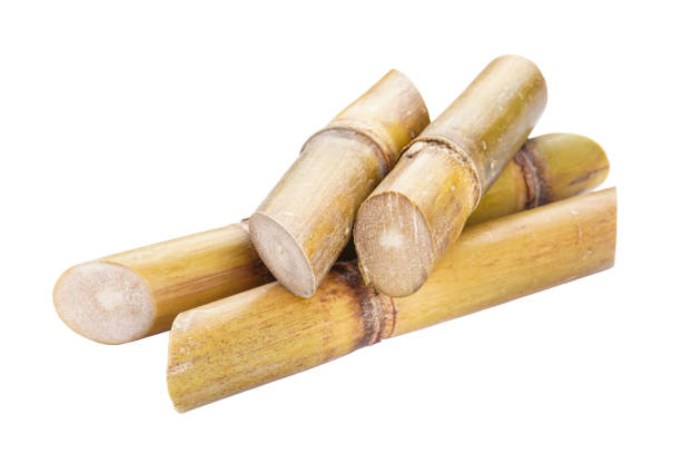 istock Sugarcane isolated on white background, closeup. 1415829379