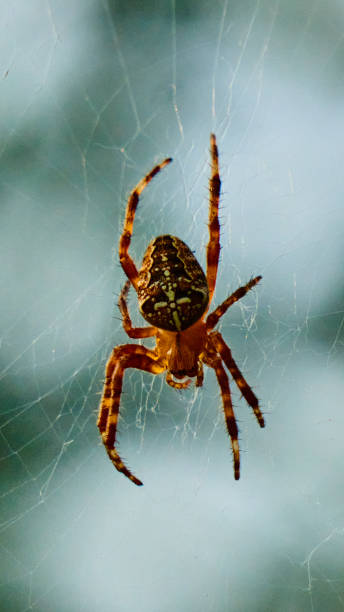istock Araneus Diadematus spider 1415829798