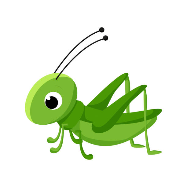 illustrazioni stock, clip art, cartoni animati e icone di tendenza di cavalletta dei cartoni animati. illustrazione di insetti vettoriali isolata su sfondo bianco. - grasshopper