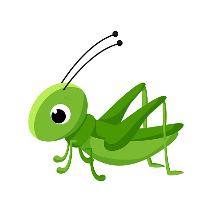Cartoon grasshopper. Vector insect illustration isolated on white background.
