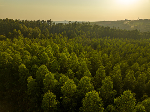 Bosque de reforestación con eucalipto photo