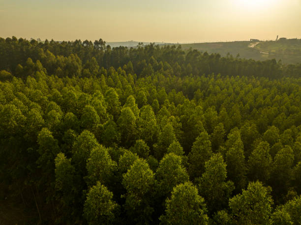 ユーカリの森林再生 - 森林再生 ストックフォトと画像