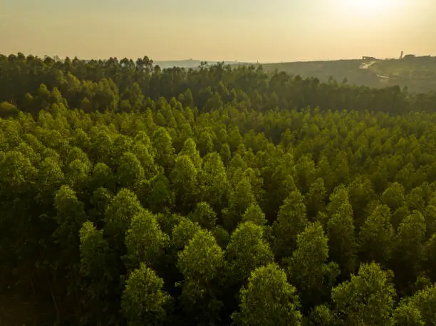 Aerial photo of a reforestation forest with eucalyptus for the manufacture of pulp and paper, in Limeira, São Paulo, Brazil