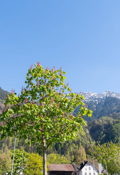 istock Rural scenery in Nendeln in Liechtenstein 1415832759