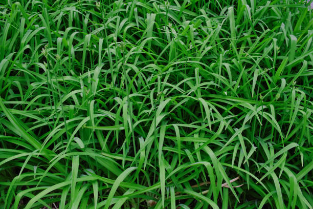 istock Texture of a high green grass in field. 1415835150