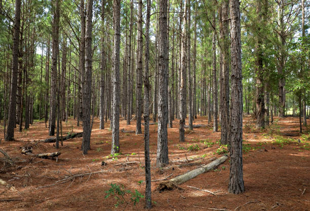 istock Line of Pine Trees 1415835195