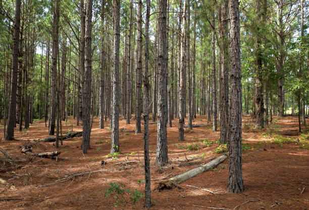 line of pine trees - pine tree loblolly pine loblolly forest imagens e fotografias de stock