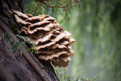 Closeup of mushroom on tree trunk in the forest