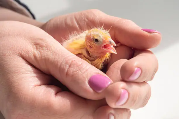 Photo of Funny helpless chick screams in the palms. Close-up of canary chick on a human palm will be warmed by love and the warmth of the sun. Spring replenishment in the family. Breeding of songbirds at home.
