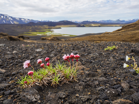 Sea thrift (Armeria maritima) pink flower with view on volcanic snow covered mountains and crater lakes in Veidivotn area, central Iceland highlands in the middle of black lava desert, selective focus