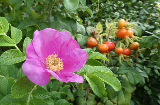 Pink wild rose with rose hips unsharp in the background. The name of this rose species is rosa rugosa, Japanese rose or letchberry