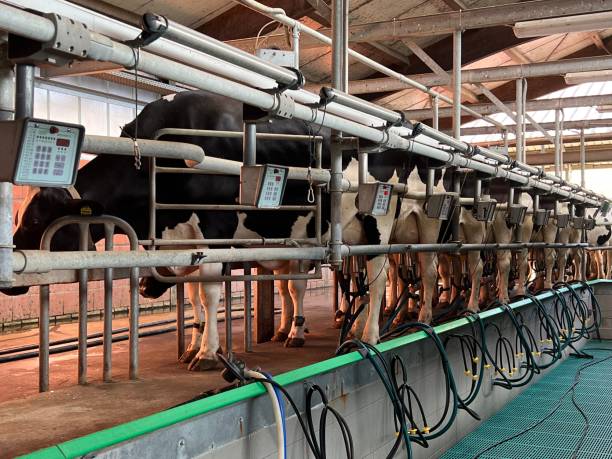 Dairy farming: Cows in the milking parlor are milked Dairy farming: Cows in the milking parlor are milked milking unit stock pictures, royalty-free photos & images