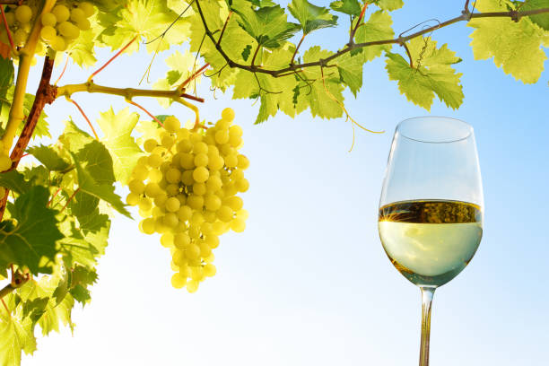 istock glass with white wine and grapevines against blue sky 1415839107