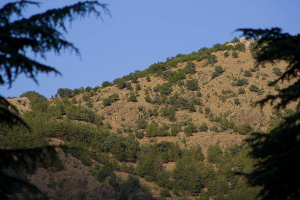 istock Big hill and clear blue sky behind trees 1415839298