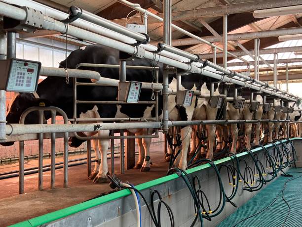 istock Dairy farming: Cows in the milking parlor are milked 1415839334