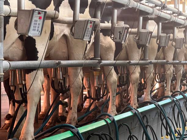 istock Dairy farming: Cows in the milking parlor are milked 1415840277