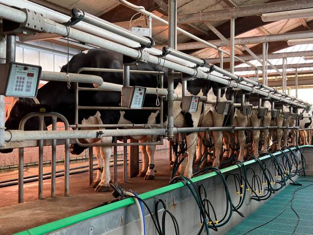 istock Dairy farming: Cows in the milking parlor are milked 1415840304