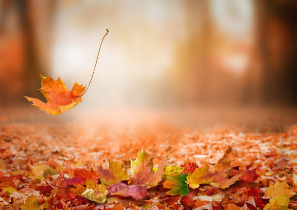 Falling autumn maple leaves background