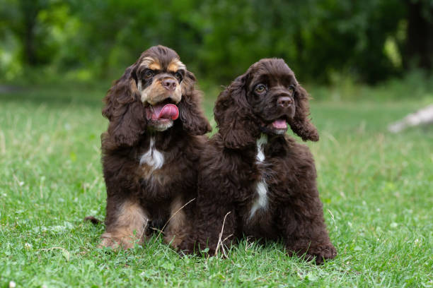istock Puppies American Cocker Spaniel brown color sitting on the grass. 1415840423