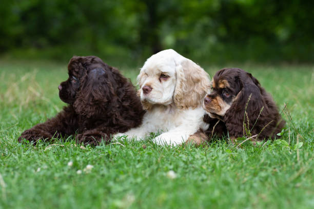 istock Puppies American Cocker Spaniel with cute muzzles on the grass. 1415840481