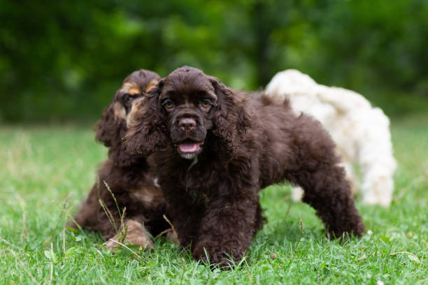 istock Puppies American Cocker Spaniel with cute muzzles on the grass. 1415840489